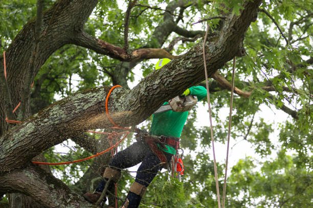 Best Firewood Processing and Delivery  in Port Reading, NJ