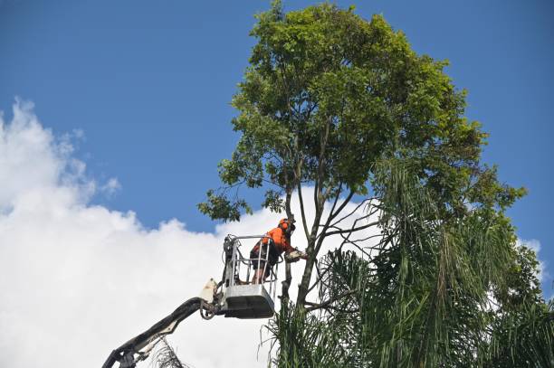 Best Tree Cabling and Bracing  in Port Reading, NJ